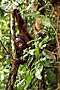 The Kutai National Park - Kalimantan [Orangutan]