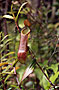 Láčkovky (Nepenthes)
