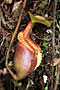 Láčkovky (Nepenthes)