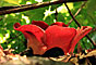 Rafflesia - Gunung Gading national park - Borneo