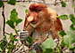 Kahau nosatý - Proboscis monkey - Bako N.P.