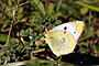 Motýl - Lepidoptera