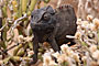 Namibie - Namaqua Chameleon