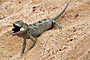 Namibie - Namaqua Chameleon