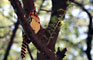Vousák červenožlutý (Red and yellow barbet) - Tanzánie