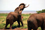 Slon Africký (African Elephant) - Lake Naivasha National Park - Keňa