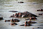 Hroch obojživelný (Hippopotamus) -Tanzánie