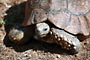 Želva (Tortoise) - Tanzánie