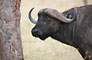 Buvol Kaferský (African Buffalo) -Tanzánie