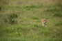 Gepard (Cheetah) - Ngorongoro Crater -Tanzánie