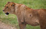 Lev (Lion) - Ngorongoro -Tanzánie