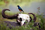 Leskoptev nádherná (Superb Starling) - Arusha National Park-Tanzánie
