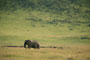 Slon Africký (African Elephant) - Ngorongoro Crater - Tanzánie