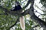 Gueréza pláštíková (Colobus Monkey) - Tanzánie