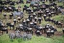 Tanzania - Serengeti - Migrate animals