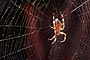 Pavouk křižák - Araneidae