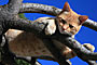 Kočka domácí - Felis silvestris, f. catus