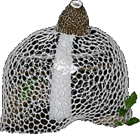 Phallus indusiatus