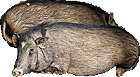 S. scrofa f. domestica