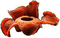 Rafflesia