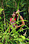 Borneo people