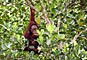 The Kutai National Park - Kalimantan [Orangutan]