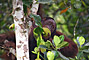 The Kutai National Park - Kalimantan [Orangutan]