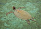 Pulau  Derawan - Borneo