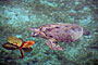 Pulau  Derawan - Borneo