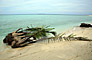 Pulau  Sangalaki - Borneo