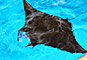 Rejnok manta - Pulau  Sangalaki - Borneo