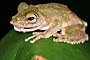 Sukau - Borneo