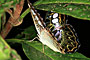 Sukau - Borneo