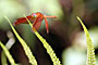 Sukau - Borneo
