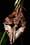 Sukau - Borneo