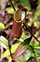 Láčkovky (Nepenthes)