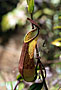 Láčkovky (Nepenthes)