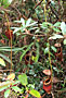 Láčkovky (Nepenthes)