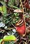 Láčkovky (Nepenthes)