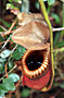Láčkovky (Nepenthes)