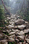 The Kinabalu park - Sabah - Borneo