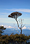 The Kinabalu park - Sabah - Borneo