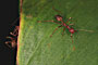 Sukau - Borneo