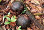 Rafflesia - Gunung Gading national park - Borneo