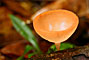 Meratus mountains - Cookeina sulcipes - Borneo
