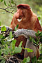 Kahau nosatý - Proboscis monkey - Bako N.P.
