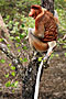 Kahau nosatý - Proboscis monkey - Bako N.P.