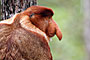 Kahau nosatý - Proboscis monkey - Bako N.P.