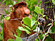 Kahau nosatý - Proboscis monkey - Bako N.P.