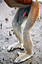 Kahau nosatý - Proboscis monkey - Bako N.P.